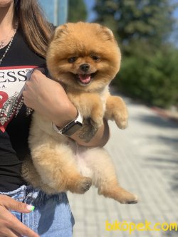 Eğitimli Secereli Boo Pomeranian Teddy Bear 2