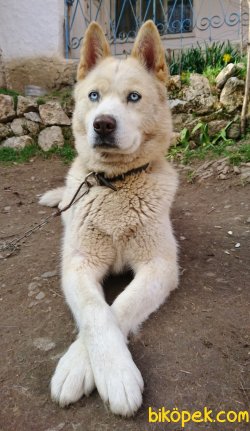 EĞİTİMLİ SİBİRYA KURDU 3