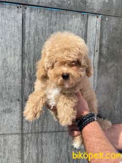 Eğitimli Toy Poodle Bebekler 3