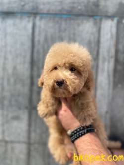 Eğitimli Toy Poodle Bebekler 2