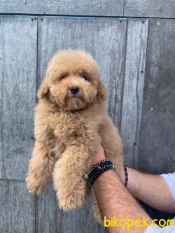 Eğitimli Toy Poodle Bebekler 1
