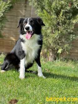 Eğitimli Ve Secereli Border Collie Yavru 1
