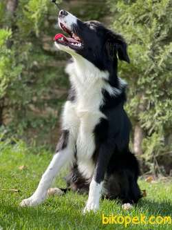 Eğitimli Ve Secereli Border Collie Yavru 3