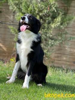 Eğitimli Ve Secereli Border Collie Yavru 2