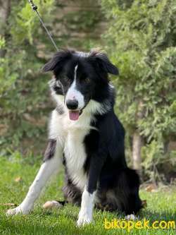Eğitimli Ve Secereli Border Collie Yavru 5