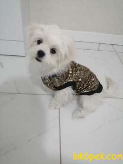 Eğitimli Yawru Maltese  Terrier (prenses) 1