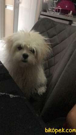 Eğitimli Yawru Maltese  Terrier (prenses) 2