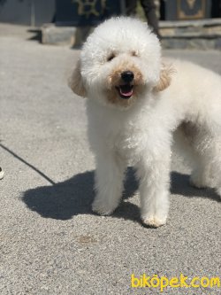 Eğitmli Oyuncu Poodle Bebeğimiz Barnie 4