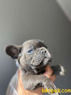 EGZOTİC BLUE ERKEK FRENCH BULLDOG 2
