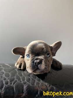 EGZOTİC BLUE ERKEK FRENCH BULLDOG 3