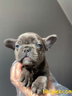EGZOTİC BLUE ERKEK FRENCH BULLDOG 4