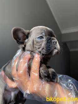 EGZOTİC BLUE ERKEK FRENCH BULLDOG 1