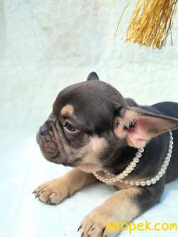 Egzotic French Bulldog Yavruları 1