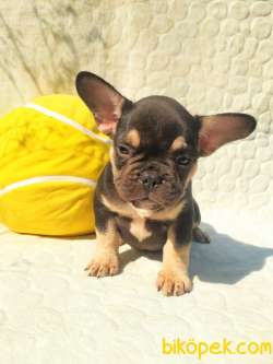 Egzotic French Bulldog Yavruları 5