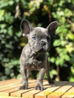 Egzotik Blue French 5