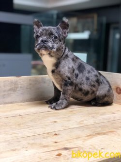 EGZOTİK BLUE MERLE FRENCH BULLDOG 2