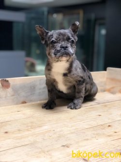 EGZOTİK BLUE MERLE FRENCH BULLDOG 3