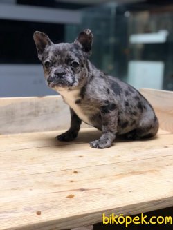 EGZOTİK BLUE MERLE FRENCH BULLDOG 1