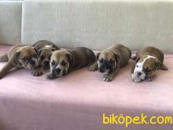 EGZOTİK BLUE VE STANDART İNGİLİZ BULLDOG IRK GARANTİLİ 2