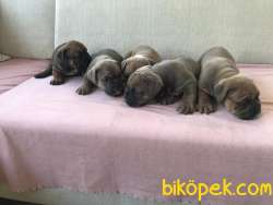 EGZOTİK BLUE VE STANDART İNGİLİZ BULLDOG IRK GARANTİLİ 1