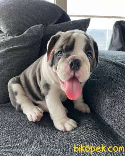 EGZOTİK BLUE VE STANDART İNGİLİZ BULLDOG IRK GARANTİLİ 3