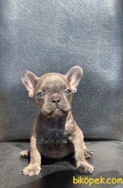 EGZOTİK FRENCH BULLDOG IRKININ KRALI BLUE ERKEK 4