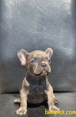 EGZOTİK FRENCH BULLDOG IRKININ KRALI BLUE ERKEK 3
