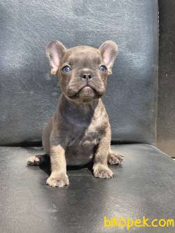 EGZOTİK FRENCH BULLDOG IRKININ KRALI BLUE ERKEK