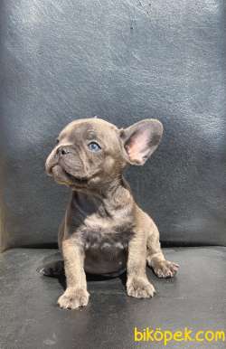 EGZOTİK FRENCH BULLDOG IRKININ KRALI BLUE ERKEK 2