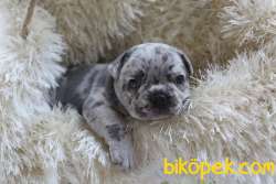 EGZOTİK FRENCH BULLDOG YAVRULARIMIZ HARİKA RENKLER VE ANATOMİLER