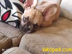 Egzotik Frenchbulldog Yavrular 2