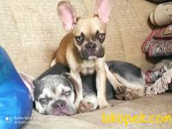 Egzotik Frenchbulldog Yavrular 4
