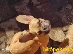 Egzotik Frenchbulldog Yavrular 1
