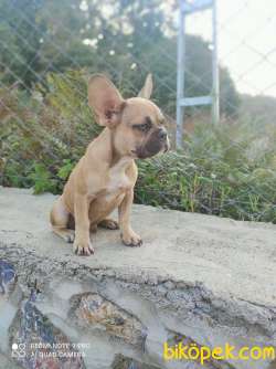 Egzotik Frenchbulldog Yavrular 3