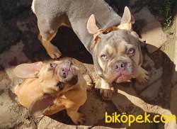 Egzotik Frenchbulldog Yavrular 5