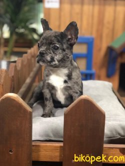 EGZOTİK MERLE FRENCH BULLDOG 3