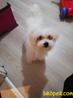 Elden Verilecek Maltese Terrier 1