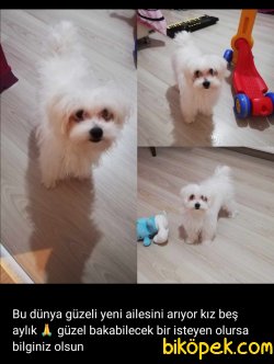 Elden Verilecek Maltese Terrier 3