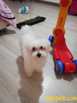 Elden Verilecek Maltese Terrier 2