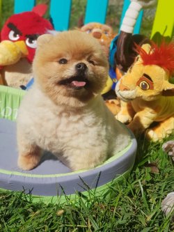 Eli̇t Boo Pomerani̇an Show Kali̇te Eği̇ti̇mli̇ 2