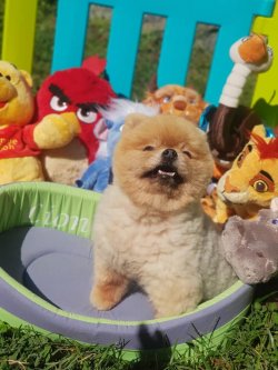 Eli̇t Boo Pomerani̇an Show Kali̇te Eği̇ti̇mli̇ 4