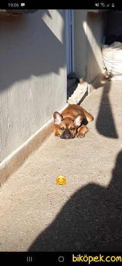 Elimde Kalan En Son Köpegim. Ve Boş Muhabbet Için Aramayın Lütfen 4