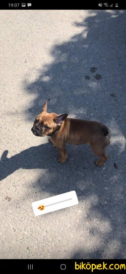 Elimde Kalan En Son Köpegim. Ve Boş Muhabbet Için Aramayın Lütfen 5