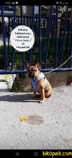 Elimde Kalan En Son Köpegim. Ve Boş Muhabbet Için Aramayın Lütfen 3