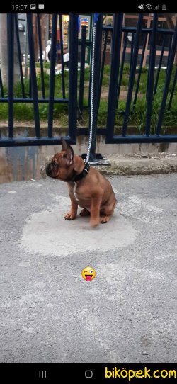 Elimde Kalan En Son Köpegim. Ve Boş Muhabbet Için Aramayın Lütfen 2