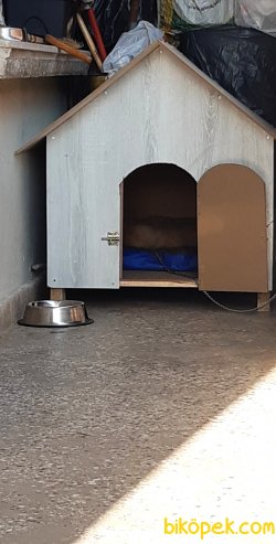 Elimde Kalan En Son Köpegim. Ve Boş Muhabbet Için Aramayın Lütfen 1