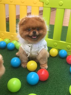 Elit Show Kalite Pomeranian Boo Dog 2