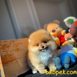 teddy face pomeranianlar 2