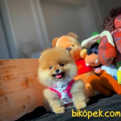 teddy face pomeranianlar 3