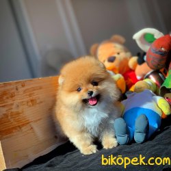 teddy face pomeranianlar 1